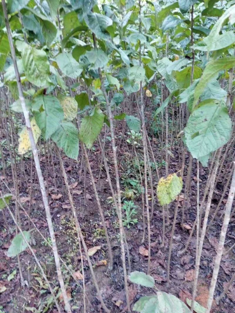 江西大红樱桃树苗圃基地想种植车厘子的朋友看过来