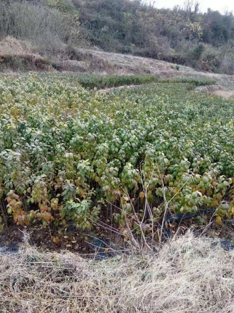 江西大红樱桃树苗圃基地想种植车厘子的朋友看过来