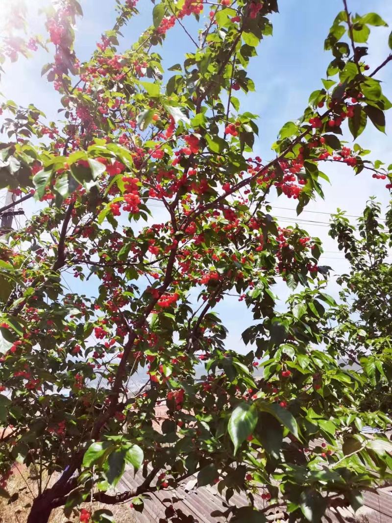 江西大红樱桃树苗圃基地想种植车厘子的朋友看过来