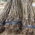 江西大红樱桃树苗圃基地想种植车厘子的朋友看过来