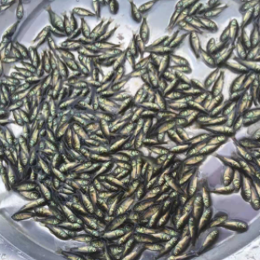 鲫鱼苗夏花3公分以下银鲫鱼中科3号寸片乌仔