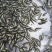 鲫鱼苗夏花3公分以下银鲫鱼中科3号寸片乌仔