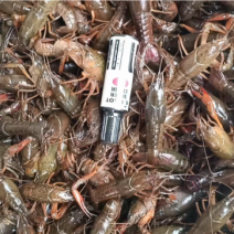 湖北洪湖产地清水品质小龙虾，肉质鲜嫩饱满，来电咨询
