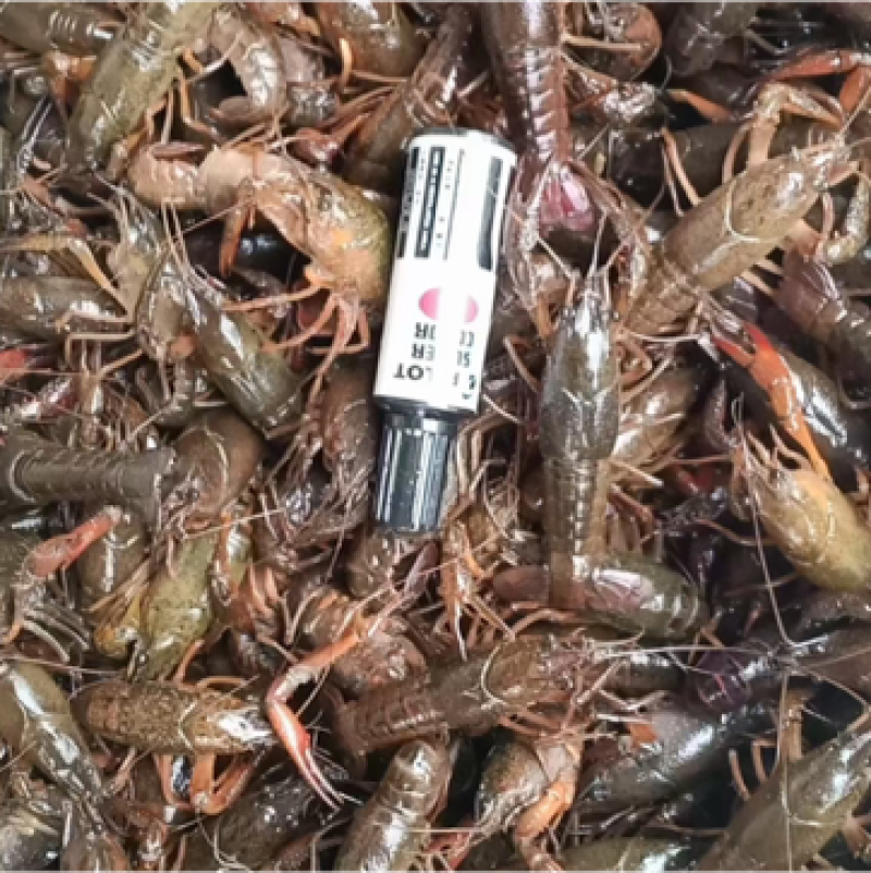 湖北洪湖产地清水品质小龙虾，肉质鲜嫩饱满，来电咨询