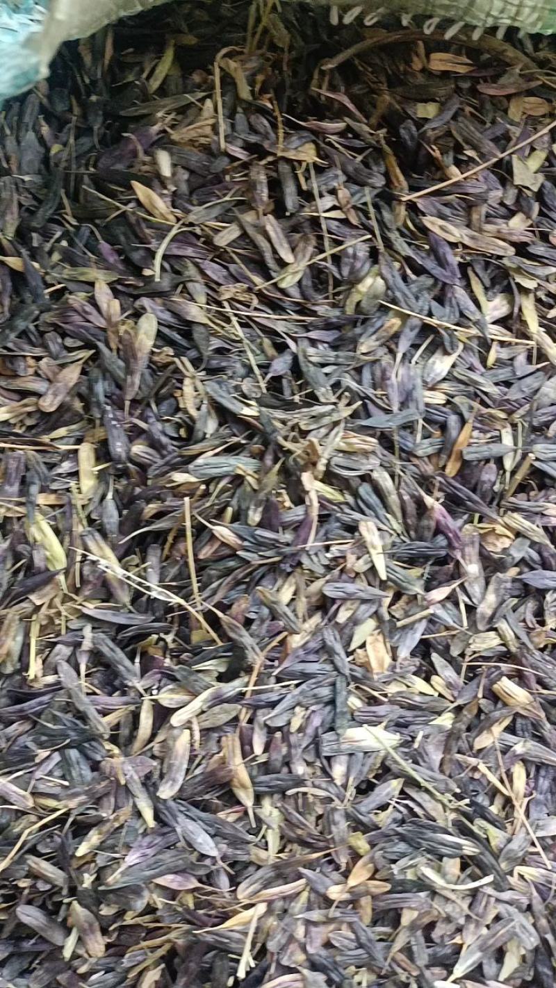 新产板兰根种子，北板兰根种子，基地自产，发芽率高！