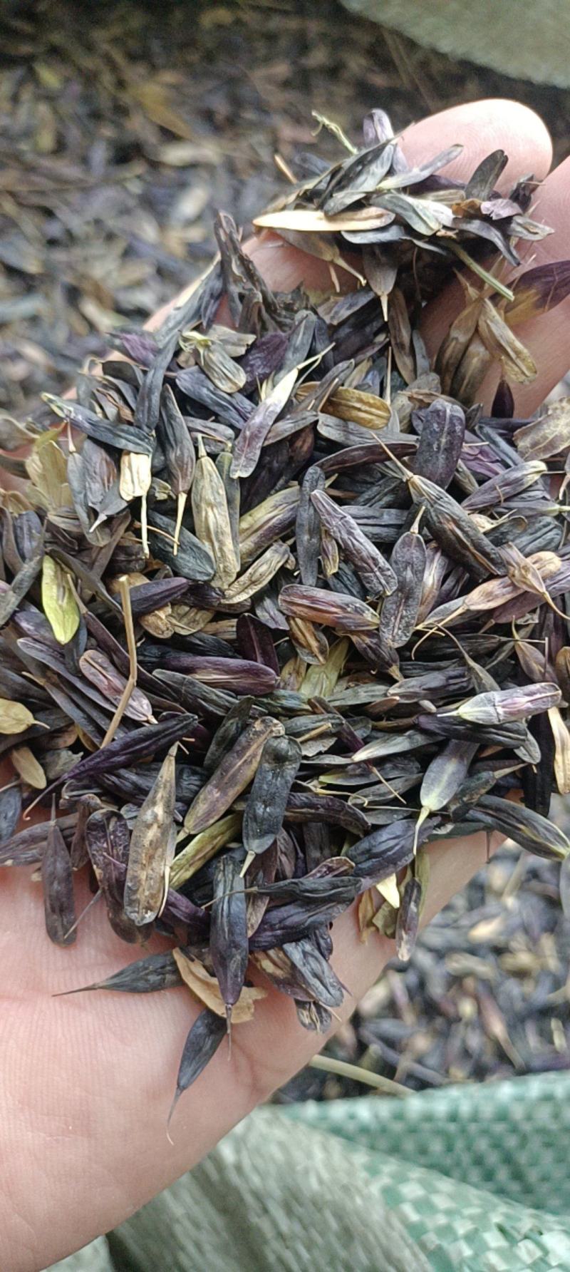 新产板兰根种子，北板兰根种子，基地自产，发芽率高！