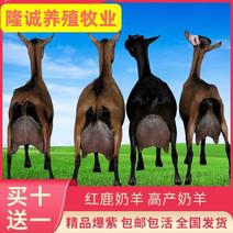 红鹿奶山羊纯种每天产优质奶8~15斤大奶盒全国发货