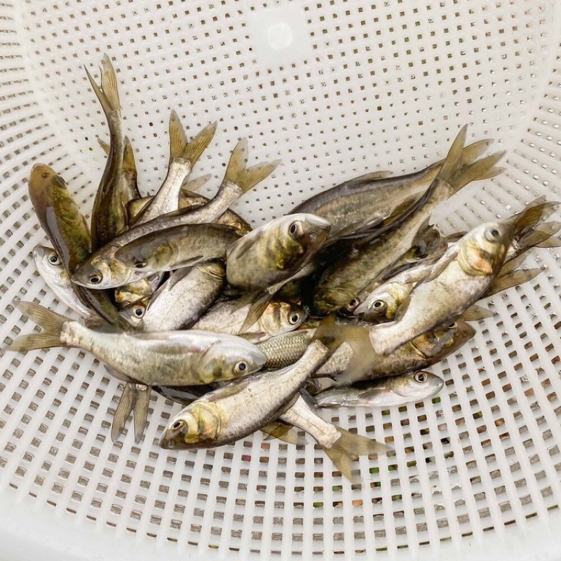 花鲢鱼苗规格一斤5000尾左右