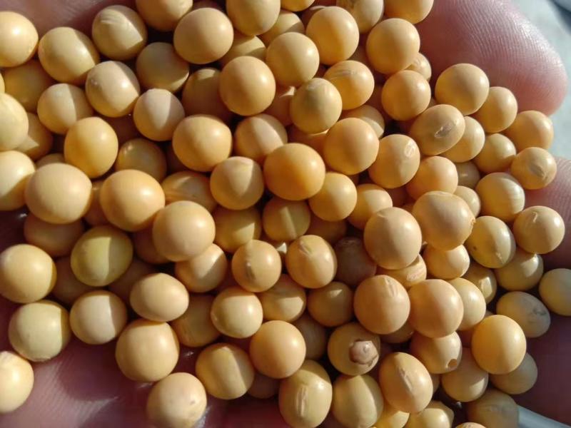 东升系列大豆优质大颗粒黄豆一手货源基地直发