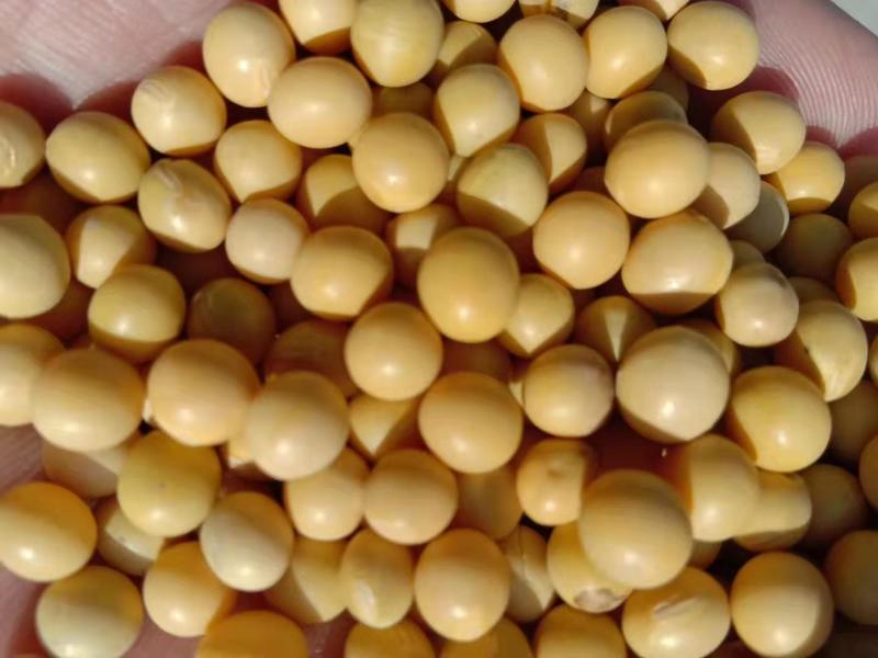 东升系列大豆优质大颗粒黄豆一手货源基地直发