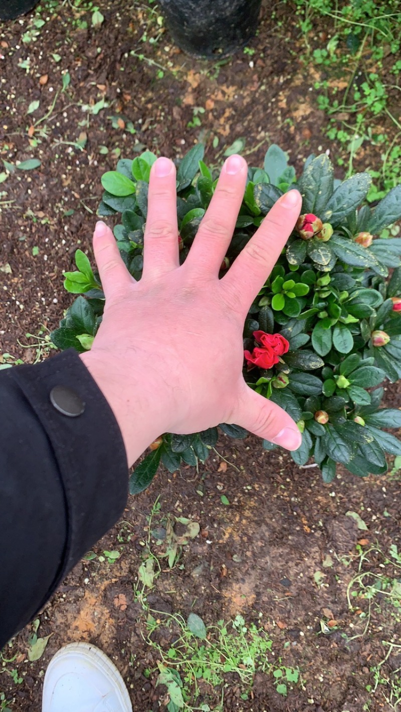 杜鹃18杯双色杜鹃春花18杯梅红桃西玛现货