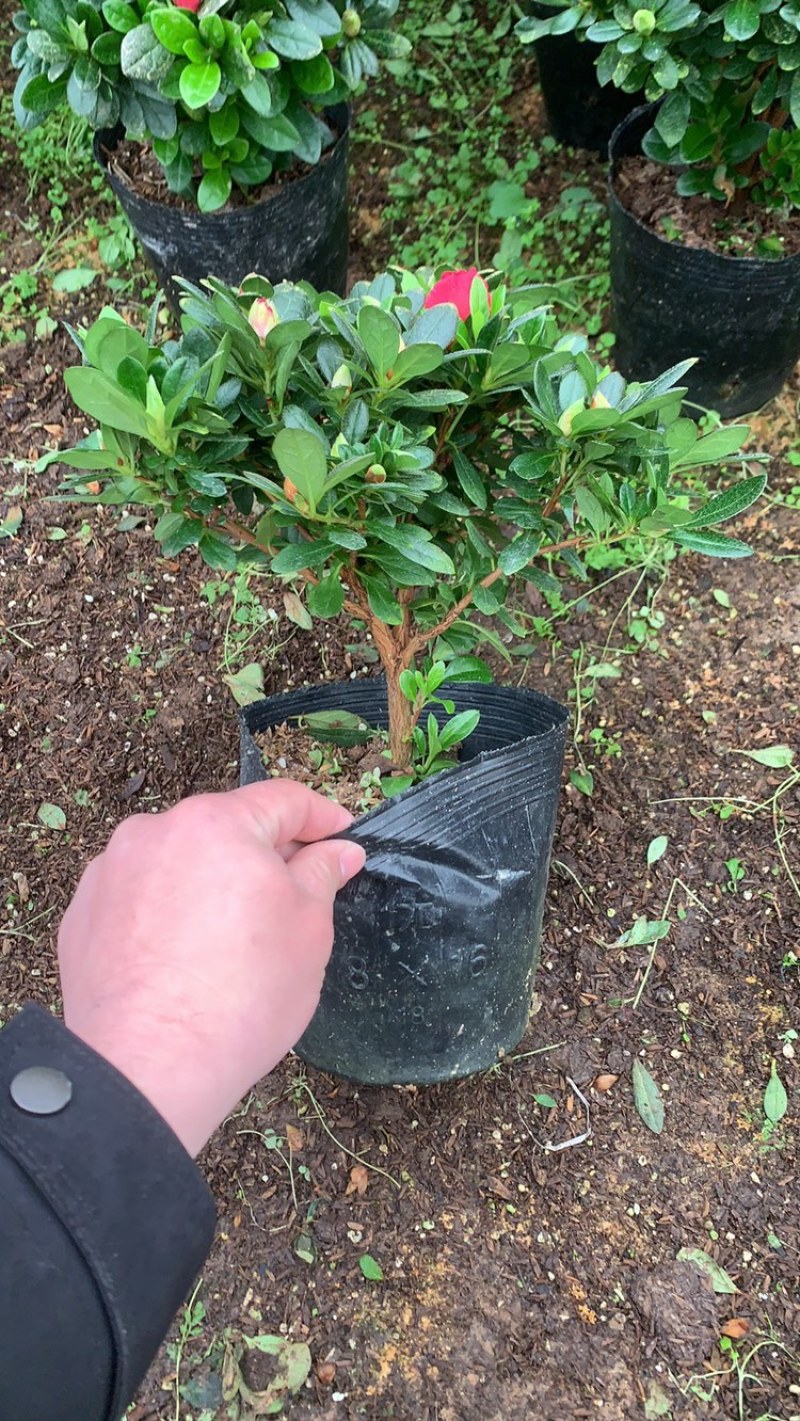 杜鹃18杯双色杜鹃春花18杯梅红桃西玛现货