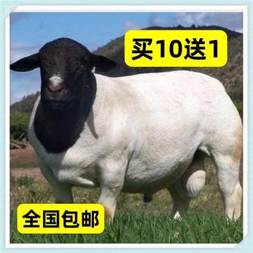 纯种黑头杜波种公羊预备公羊支持线上下单全国发货