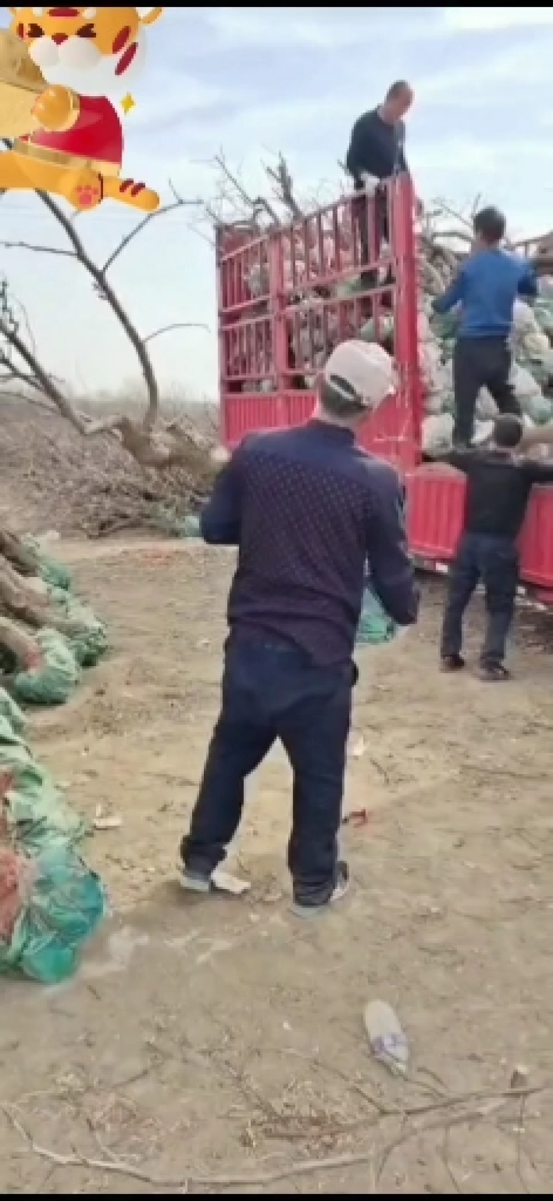 大量供应原产地冬枣树，成活率高