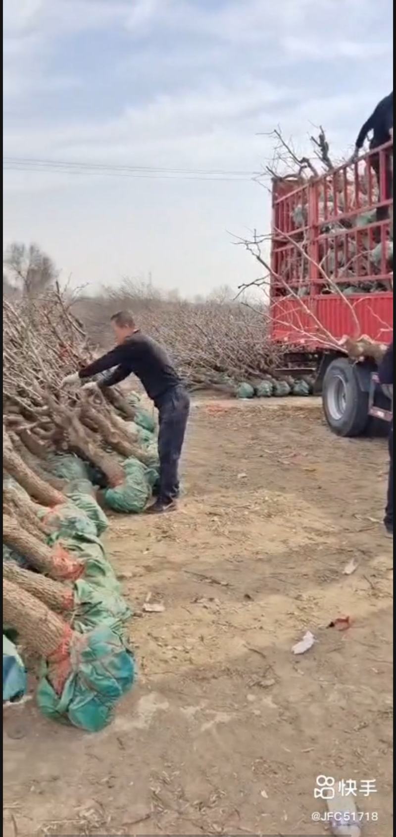大量供应原产地冬枣树，成活率高