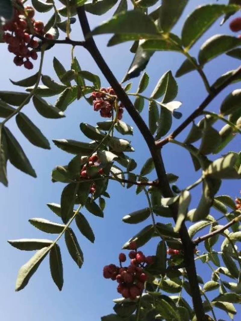 11优价狮子王无刺花椒苗旱地苗根系发达，木质化强包运输。