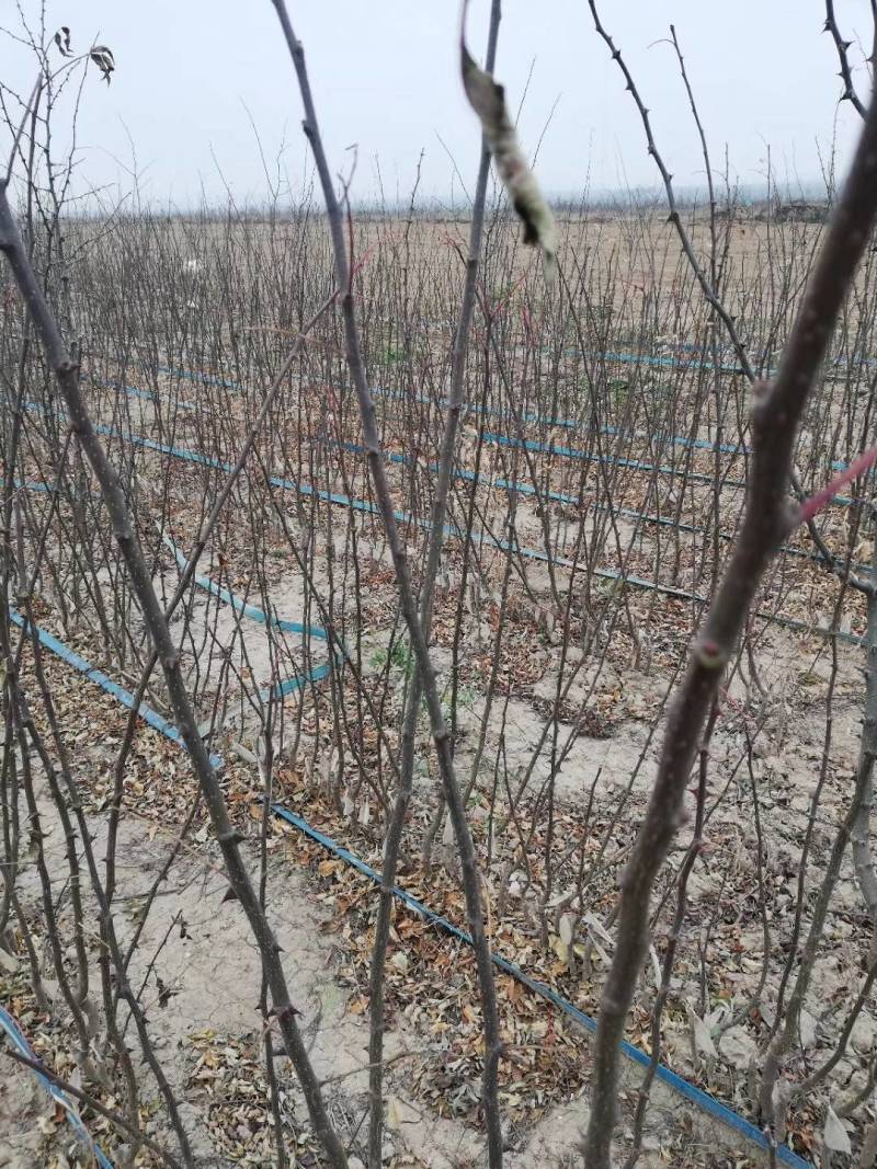 11优价狮子王无刺花椒苗旱地苗根系发达，木质化强包运输。