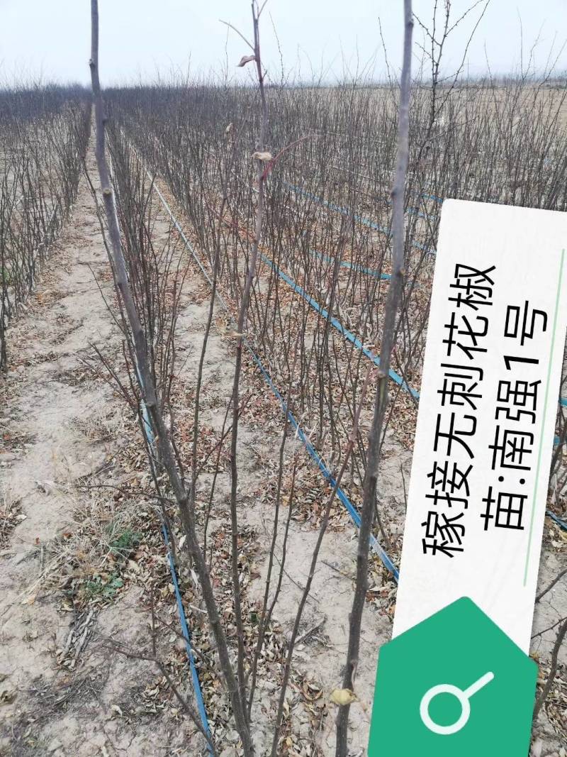 11优价狮子王无刺花椒苗旱地苗根系发达，木质化强包运输。