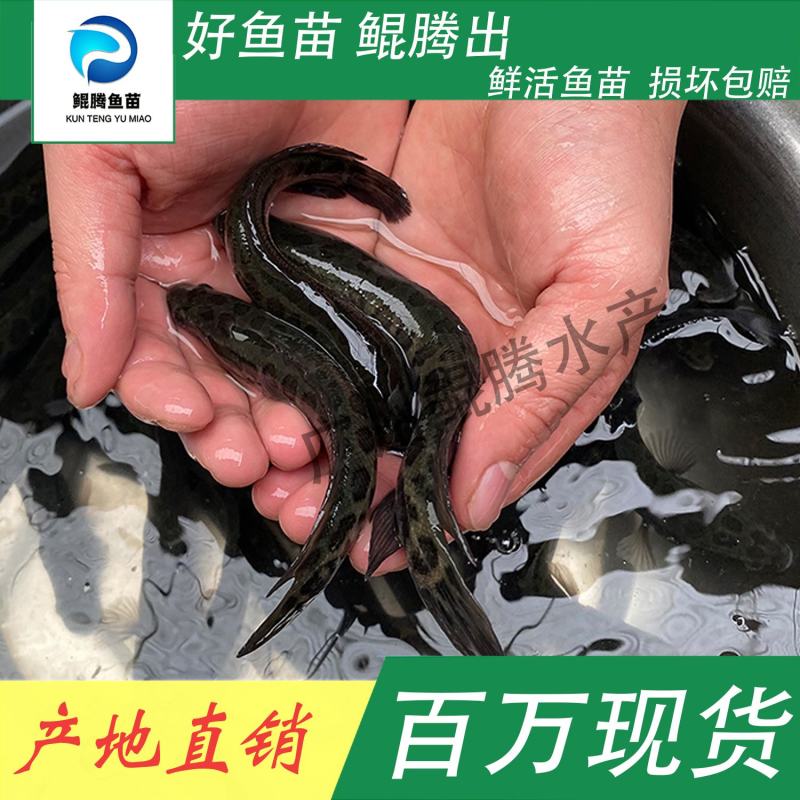 鱼苗黑鱼鲲腾鱼苗好鱼苗鲲腾出产地直销百万现货