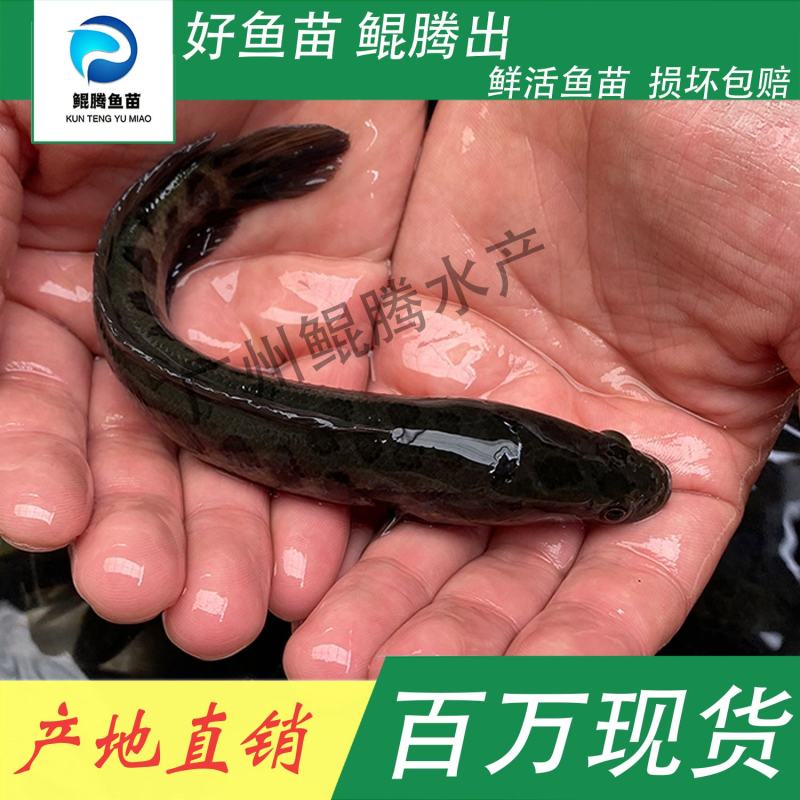 鱼苗黑鱼鲲腾鱼苗好鱼苗鲲腾出产地直销百万现货