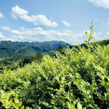 张家界莓茶