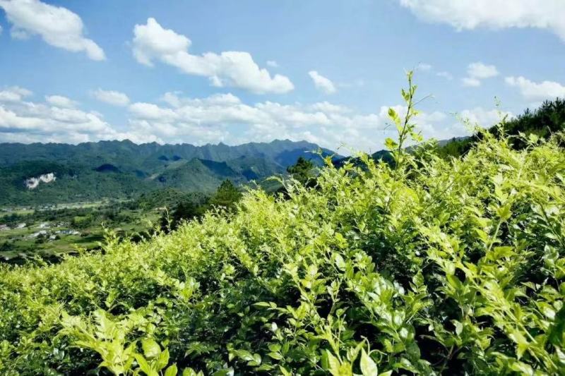 张家界莓茶