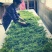 张家界莓茶