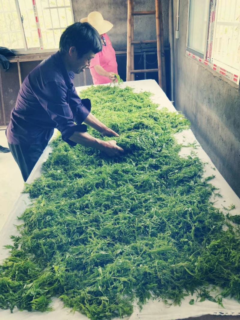 张家界莓茶