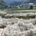 张家界莓茶