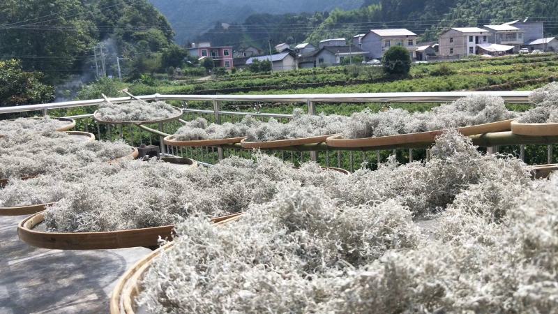 张家界莓茶