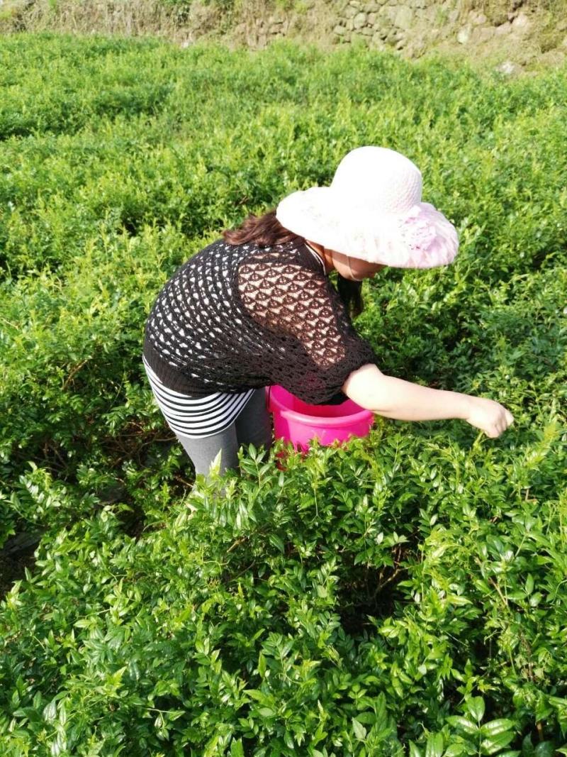 张家界莓茶