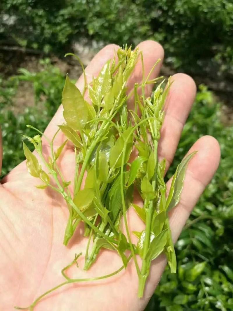 张家界莓茶