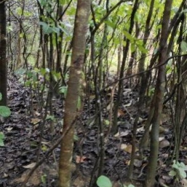 秋枫树树苗，4cm至40cm各种规格6000棵