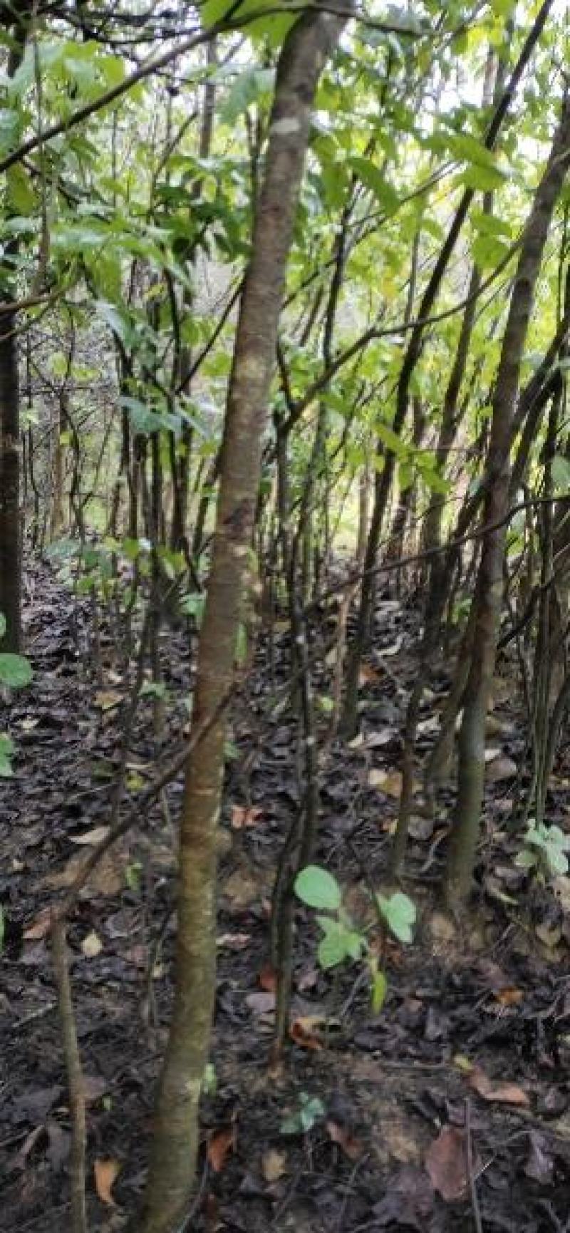 秋枫树树苗，4cm至40cm各种规格6000棵
