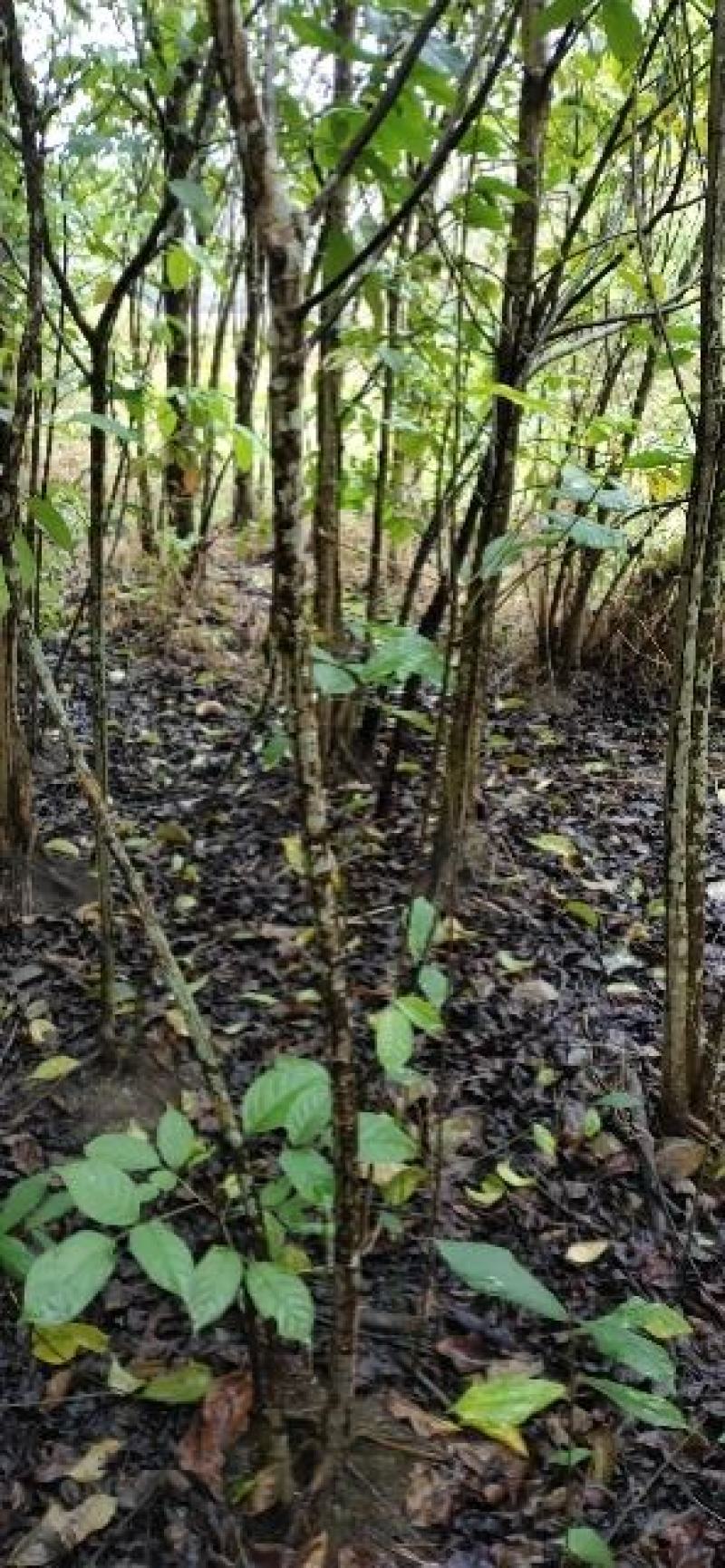 秋枫树树苗，4cm至40cm各种规格6000棵