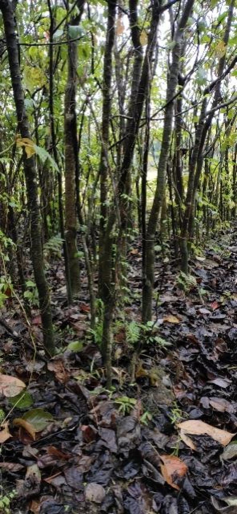 秋枫树树苗，4cm至40cm各种规格6000棵