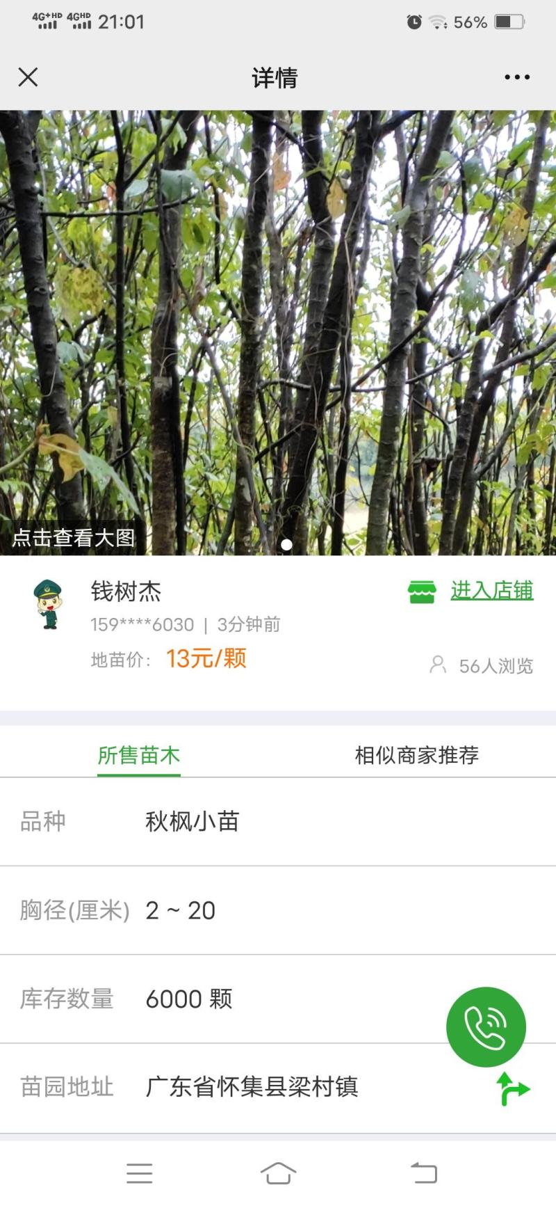 秋枫树树苗，4cm至40cm各种规格6000棵