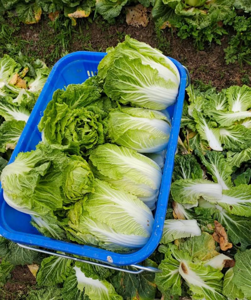 白菜大量供应、质量保证、支持各种包装、欢迎采购11111