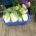 白菜大量供应、质量保证、支持各种包装、欢迎采购11111