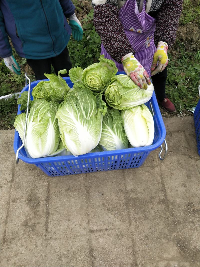 白菜大量供应、质量保证、支持各种包装、欢迎采购11111