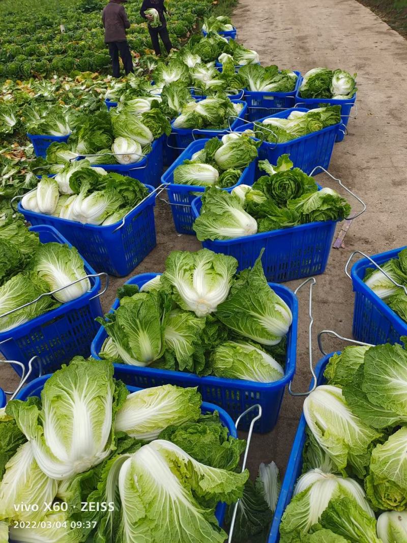 白菜大量供应、质量保证、支持各种包装、欢迎采购11111