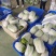 白菜大量供应、质量保证、支持各种包装、欢迎采购11111