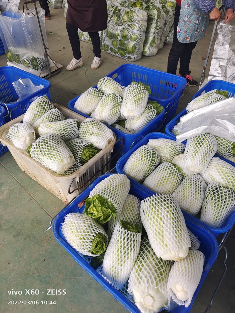 白菜大量供应、质量保证、支持各种包装、欢迎采购11111