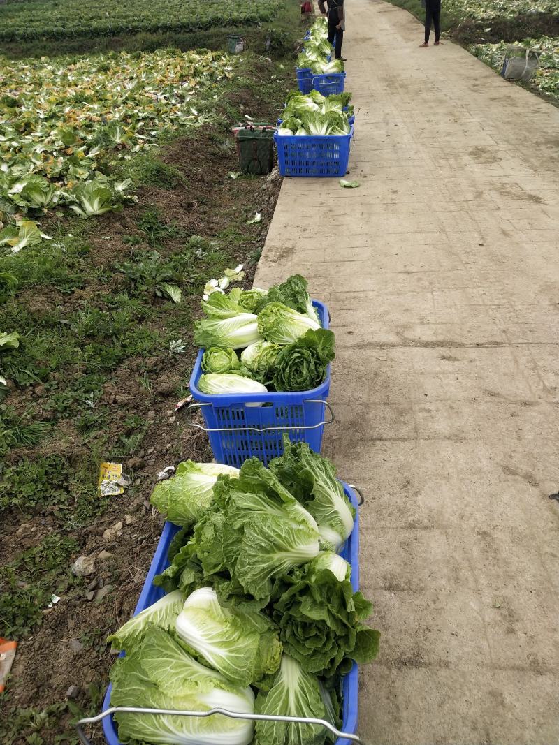 白菜大量供应、质量保证、支持各种包装、欢迎采购11111
