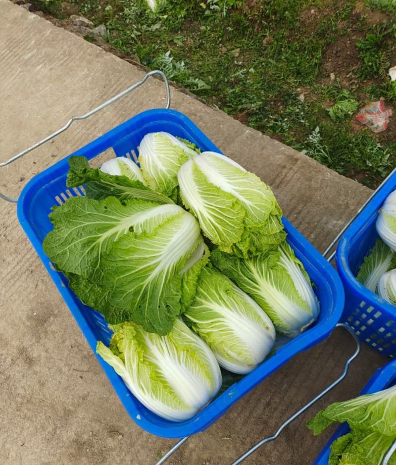 白菜大量供应、质量保证、支持各种包装、欢迎采购11111