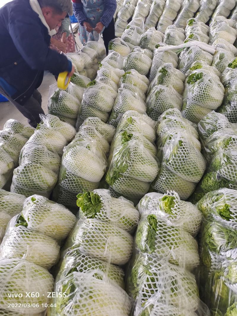 白菜大量供应、质量保证、支持各种包装、欢迎采购11111