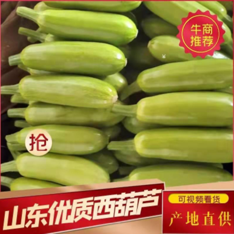 山东精品绿皮西葫芦条形好颜色亮保证质量一手货源
