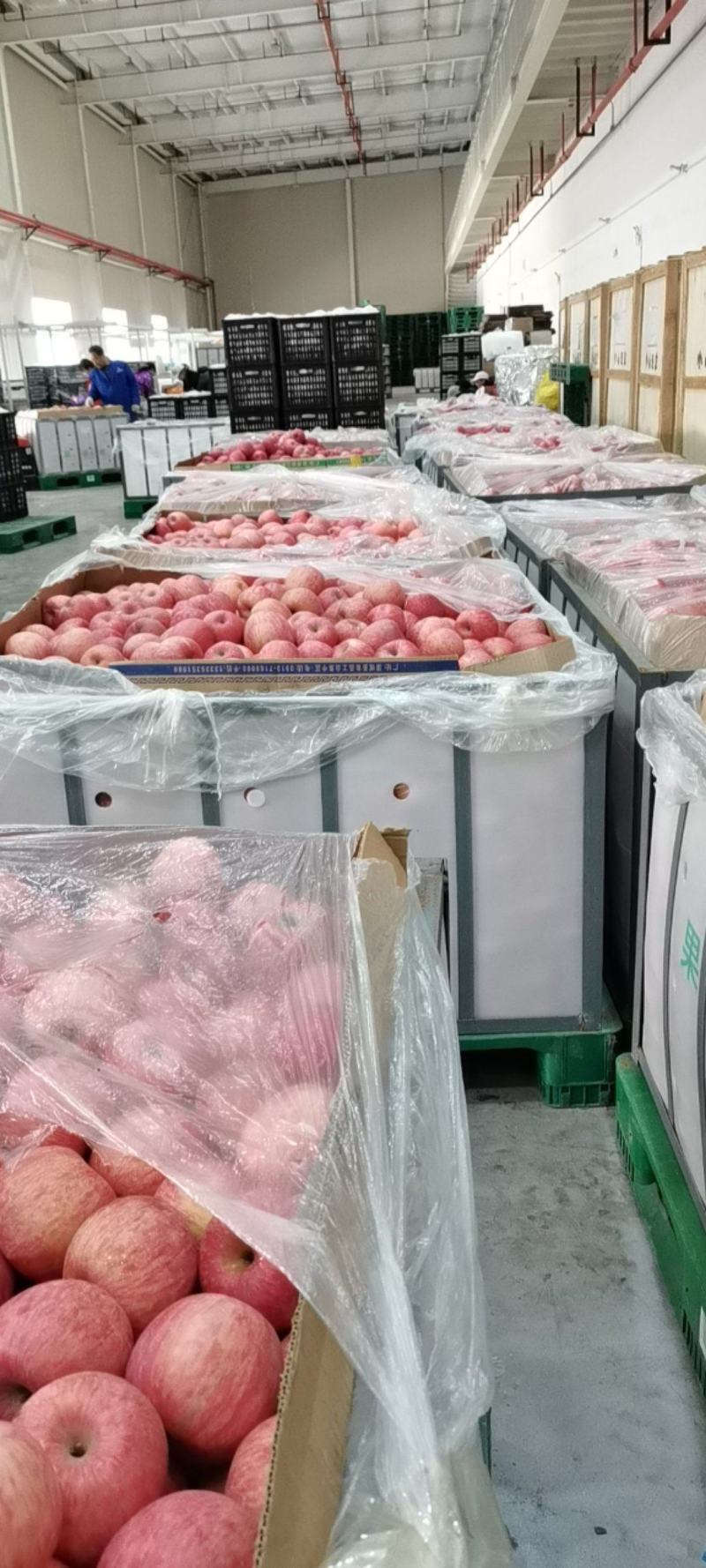 苹果冷库苹果大量出库