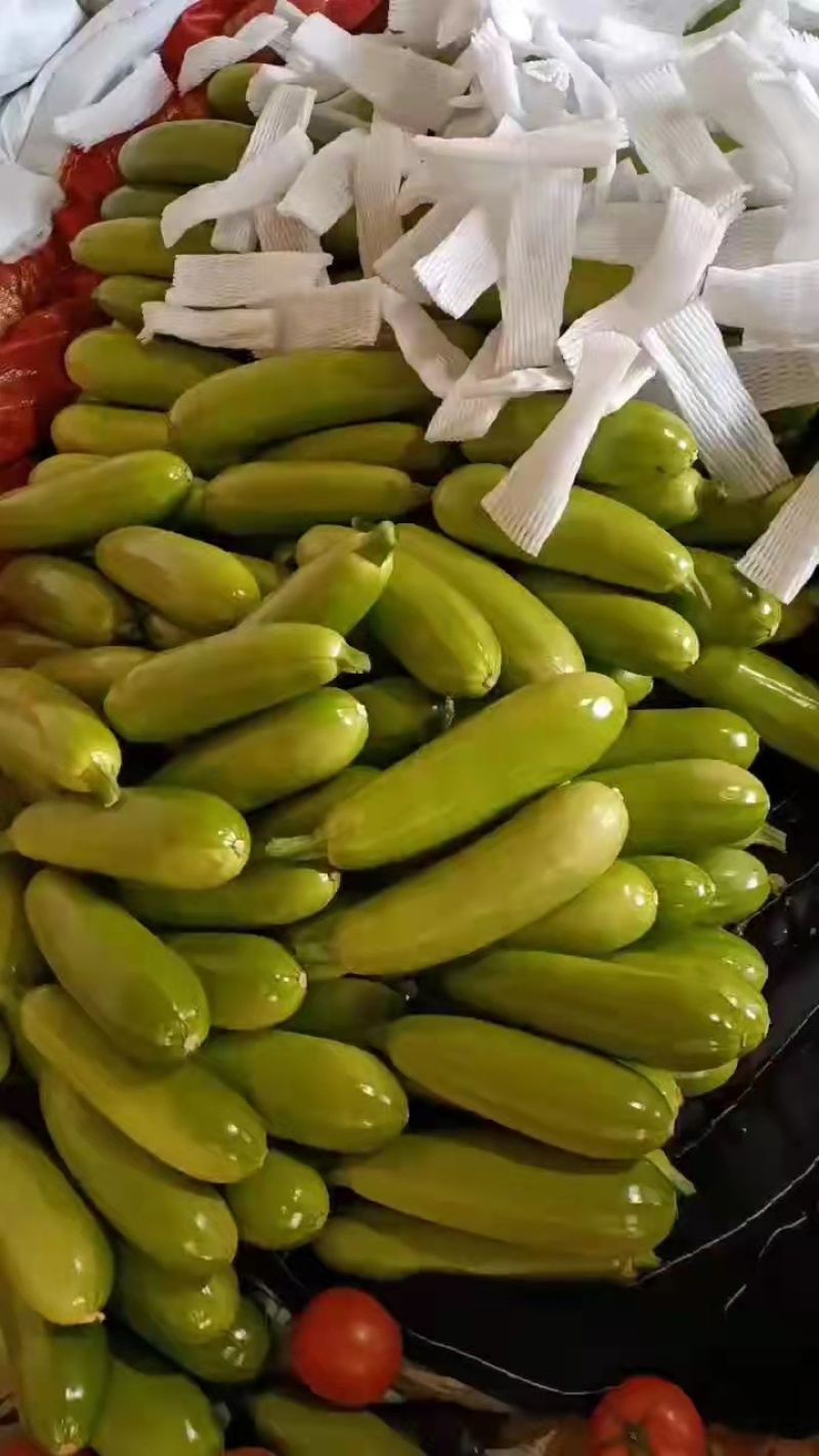 山东精品绿皮西葫芦条形好颜色亮保证质量一手货源