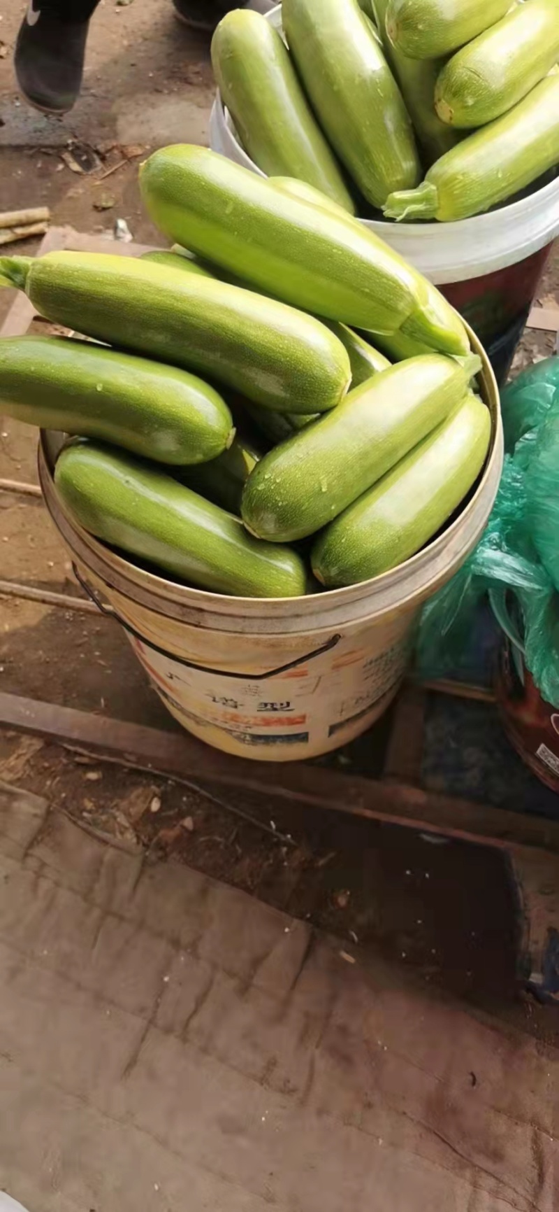 山东精品绿皮西葫芦条形好颜色亮保证质量一手货源